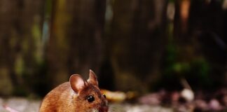 Do czego służy przycisk na słuchawkach?