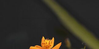 Czy warto kupić Redmi Note 11S? Czy warto kupić Redmi Note 11S?